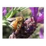 Bee on Flower Postcard