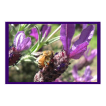 Bee on Flower Posters and Prints by wingedturtle Bee on Flower Posters and Prints