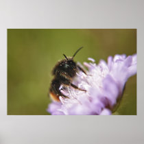 Bee on flower print posters