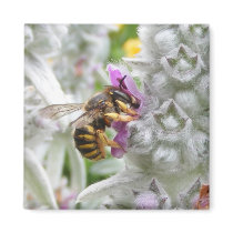 Bee on Lambs Ear ~ magnet by Andy2302 Bee on Lambs Ear ~ magnet