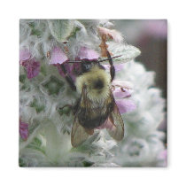 Bee on Lambs Ear magnets by princessklb07 Bee on Lambs Ear magnets