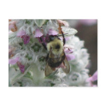 Bee on Lambs Ear postcards