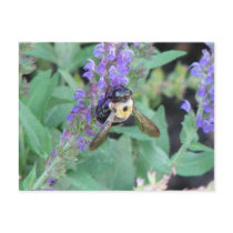 Bee on Lavender postcards