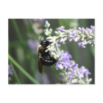 Bee on Lavender postcards
