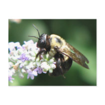 Bee on Lavender postcards
