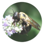 Bee on Lavender Sticker