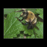 Bee on Lemon Balm postcards