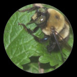 Bee on Lemon Balm stickers