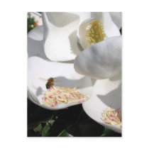 Bee on Magnolia Bloom Postcard