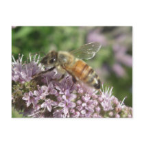 Bee on Mint Flower Unlined Notes Card postcards by wingedturtle Bee on Mint Flower Unlined Notes Card postcards