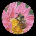 Bee On Pink Daisy Flower Photo Sticker Label by SmilinEyesTreasures Bee On Pink Daisy Flower Photo Sticker Label