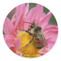 Bee On Pink Daisy Flower Photo Sticker Label