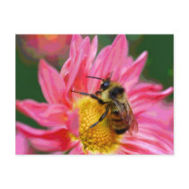 Bee On Pink Flower Digital Art Photo Postcard