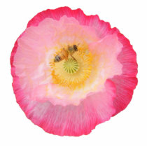Bee on Poppy ~ ornament photo sculptures by Andy2302 Bee on Poppy ~ ornament photo sculptures