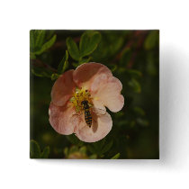 Bee on Potentilla buttons