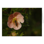 Bee on Potentilla Greeting Card