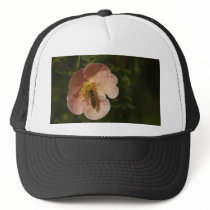 Bee on Potentilla hats