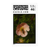 Bee on Potentilla postage