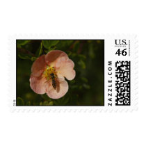 Bee on Potentilla postage