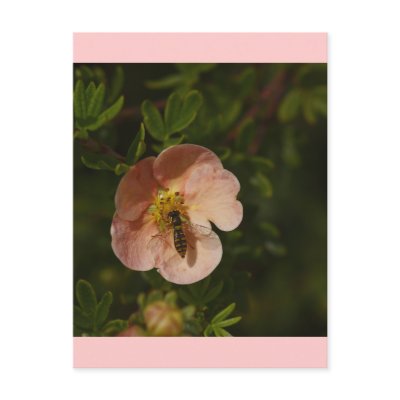 Bee on Potentilla Post Cards by Flowerpixels