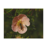 Bee on Potentilla Postcard