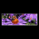 Bee On Purple Aster Flower Photo Mini Bookmark business cards by SmilinEyesTreasures Bee On Purple Aster Flower Photo Mini Bookmark business cards