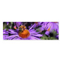 Bee On Purple Aster Flower Photo Mini Bookmark business cards by SmilinEyesTreasures Bee On Purple Aster Flower Photo Mini Bookmark business cards