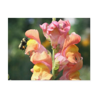 Bee On Snapdragon Flower Photo Postcard by SmilinEyesTreasures