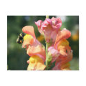 Bee On Snapdragon Flower Photo Postcard by SmilinEyesTreasures Bee On Snapdragon Flower Photo Postcard