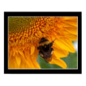 Bee on sunflower II posters by photomorgana Bee on sunflower II posters