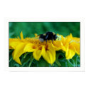 Bee on sunflower IV posters by photomorgana Bee on sunflower IV posters