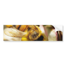 Bee On The Meyer Lemon Tree In My Balcony bumper stickers by lifesphere Bee On The Meyer Lemon Tree In My Balcony bumper stickers
