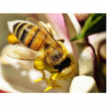 Bee On The Meyer Lemon Tree In My Balcony Acrylic Cut Outs