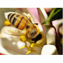 Bee On The Meyer Lemon Tree In My Balcony photo sculptures
