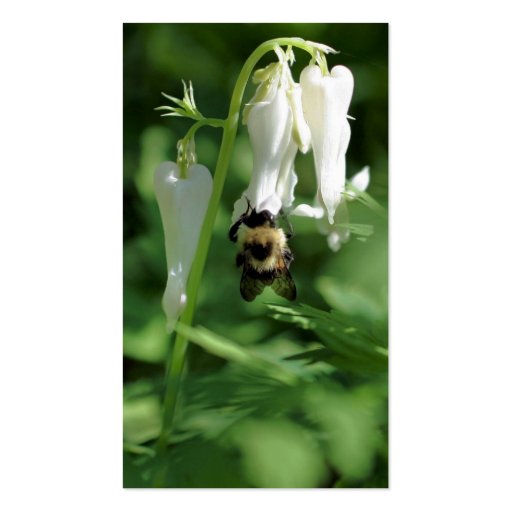 Bee On White Columbine Flower Business Card (back side)