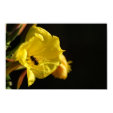 Bee on Yellow Flower Bee on Yellow Flower