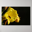 Bee on Yellow Flower Poster