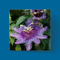 Bee Passion buttons