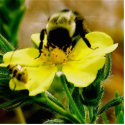 bee photo sculptures by clw01220 bee photo sculptures