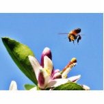 Bee Pollen Acrylic Cut Out