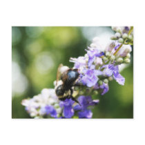 Bee postcards