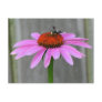 Bee Postcards