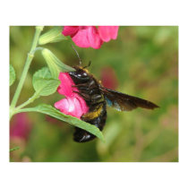 Bee posters