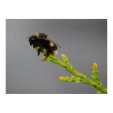Bee Bee
