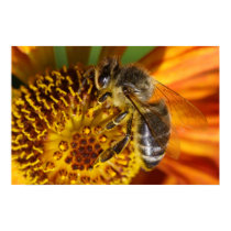 Bee posters