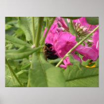 Bee Posters