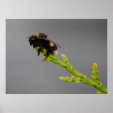 Bee Poster