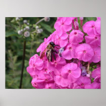 Bee Poster