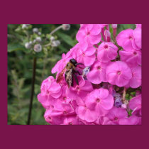 Bee posters