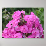 Bee Poster